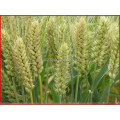 wheat gluten meal export ,origin china